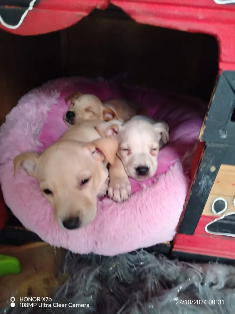 Peludo rescatado en su nuevo hogar